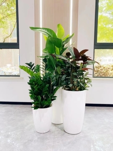 专业绿植租摆,宁波镇海满足您对绿色的渴望